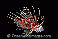 White-lined Lionfish (Pterois radiata) - juvenile. Size: 20mm. Indo-Pacific