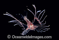 Common Lionfish (Pterois volitans) - juvenile. Size: 20mm. Also known as Firefish. Great Barrier Reef, Queensland, Australia