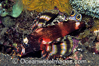 Twin-spot Lionfish (Dendrochirus biocellatus). Bali, Indonesia