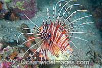 Ragged-finned Lionfish (Pterois antennata). Also known as Spotfin Lionfish. Found throughout the Indo-West Pacific, including the Great Barrier Reef, Australia.