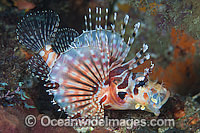 Zebra Lionfish (Dendrochirus zebra). Found throughout the Indo-West Pacific, including the Great Barrier Reef, Australia.