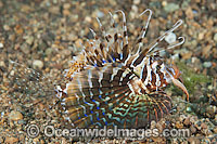 Gurnard Lionfish (Parapterois heterura). Found throughout the Indo-West Pacific, but not common. Photo taken off Anilao, Philippines. Within the Coral Triangle.