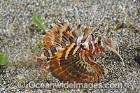 Zebra Lionfish (Dendrochirus zebra), juvenile. Found throughout the Indo-West Pacific, including the Great Barrier Reef, Australia.