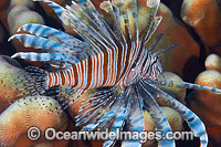 Common Lionfish (Pterois volitans). Also known as Firefish. Found throughout the Indo-West Pacific, including the Great Barrier Reef, Australia. Photo taken at Christmas Island, Australia.