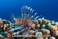 Common Lionfish (Pterois volitans). Also known as Firefish. Found throughout the Indo-West Pacific, including the Great Barrier Reef, Australia. Photo taken at Christmas Island, Australia.