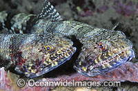Variegated Lizardfish (Synodus variegatus) - pair. Found on coastal and outer coral reefs throughout the Indo-West Pacific, including the Great Barrier Reef, Australia