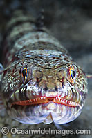 Variegated Lizardfish (Synodus variegatus). Found on coastal and outer coral reefs throughout the Indo-West Pacific, including the Great Barrier Reef, Australia