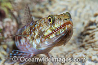 Variegated Lizardfish (Synodus variegatus). Found on coastal and outer coral reefs throughout the Indo-West Pacific, including the Great Barrier Reef, Australia
