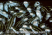 Schooling Striped Catfish (Plotosus lineatus). Found through Indo-West Pacific, extending to sub-tropical regions. Often seen in large schools, but adults seperate at night to feed. Also known as Coral Catfish. Great Barrier Reef, Queensland, Australia