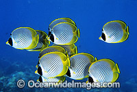 Schooling Eye-patch Butterflyfish (Chaetodon adiergastos). Also known as Phillipine Butterflyfish. Bali, Indonesia