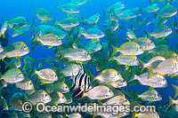 Old Wife (Enoplosus armatus), with schooling Tarwhine (Rhabdosargus sarba) also known as Silver Bream. Photo taken at the Solitary Islands, Coffs Harbour, New South Wales, Australia.