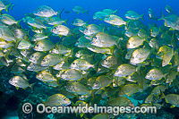 Schooling Tarwhine (Rhabdosargus sarba). Also known as Silver Bream. Found along the east coast of Australia. Photo taken at the Solitary Islands, Coffs Harbour, New South Wales, Australia.