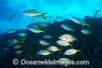 Schooling Silver or White Trevally (Pseudocaranx dentex). Photo was taken in the Solitary Islands Marine Sanctuary near Coffs Harbour NSW Australia.