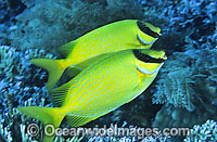 Masked Rabbitfish (Siganus puelius). Found throughout West-Pacific, including the Great Barrier Reef, Australia