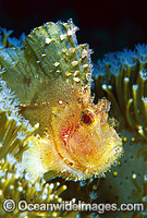 Leaf Scorpionfish (Taenianotus triacanthus) - yellow phase. Also known as Paper Scorpionfish. Indo-Pacific