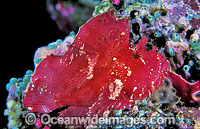 Leaf Scorpionfish (Taenianotus triacanthus) - red phase. Also known as Paper Scorpionfish. Indo-Pacific