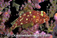 Coral Scorpionfish (Sebastapistes cyanostigma). Great Barrier Reef, Queensland, Australia