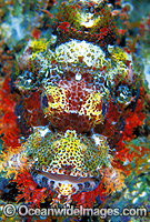 Small-scale Scorpionfish (Scorpaenopsis oxycephala). Great Barrier Reef, Queensland, Australia