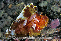 Leaf Scorpionfish (Taenianotus triacanthus). Also known as Paper Scorpionfish. Indo-Pacific