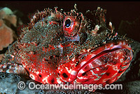 Red Scorpionfish (Scorpaena cardinalis). New South Wales, Australia