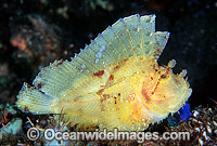 Leaf Scorpionfish (Taenianotus triacanthus) - yellow phase. Also known as Paper Scorpionfish. Indo-Pacific