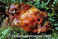 Red Scorpionfish (Scorpaena cardinalis) - juvenile. Coffs Harbour, New South Wales, Australia