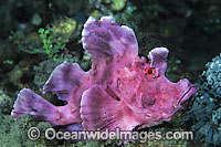 Paddle-flap Scorpionfish (Rhinopias eschmeyeri). Found throughout the Indo-West Pacific. Photo taken at Lembeh Strait, Sulawesi, Indonesia