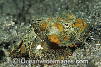 False Stonefish (Scorpaenopsis diabolus), misspelling (Scorpaenopsis diabola). Often seen near reef rubble and often mistaken for Stonefish. Found on offshore reefs throughout the Indo-West Pacific. Photo taken at Lembeh Strait, Sulawesi, Indonesia