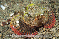 False Stonefish (Scorpaenopsis diabolus), misspelling (Scorpaenopsis diabola). Often mistaken for a Stonefish, due to the rock-like appearance of this species. Found throughout the Indo-West Pacific, including the Great Barrier Reef, Queensland, Australia