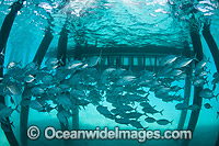 Big-eye Trevally (Caranx sexfasciatus) schooling around the pylons of a jetty. Also known as Horse-eye Jacks. Found throughout the Indo-Pacific. Photo taken at Heron Island Great Barrier Reef Queensland Australia.