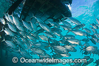 Big-eye Trevally (Caranx sexfasciatus) schooling around the pylons of a jetty. Also known as Horse-eye Jacks. Found throughout the Indo-Pacific. Photo taken at the Great Barrier Reef Queensland Australia.