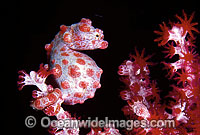 Pygmy Seahorse (Hippocampus bargibanti) on Gorgonian Fan Coral. Bali, Indonesia