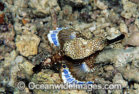 Short Seamoth (Eurypegasus draconis). Also known as Pegasus and Little Dragonfish. Variable in colour and mimicks shell bits, etc, for camouflage. Great Barrier Reef, Queensland, Australia