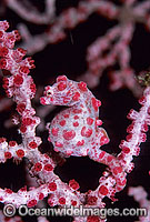 Pygmy Seahorse (Hippocampus bargibanti) on Gorgonian Fan Coral. Indo-Pacific
