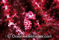 Pygmy Seahorse (Hippocampus bargibanti) on Gorgonian Fan Coral. Indo-Pacific