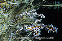 Harlequin Ghost Pipefish (Solenostomus paradoxus) - male and female sheltering amongst the arms of a Crinoid, or Feather Star. Found throughout Indo-West Pacific, including Great Barrier Reef, expanding into sub-tropical zones. Also Ornate Ghost Pipefish.