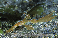 Robust Ghost Pipefish (Solenostomus cyanopterus). Found throughout the Indo-West Pacific, including the Great Barrier Reef, expanding into sub-tropical zones.