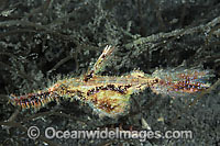 Rough-snout Ghost Pipefish (Solenostomus paegnius). Found throughout the Indo-West Pacific. Photo taken at Lembeh Strait, Sulawesi, Indonesia