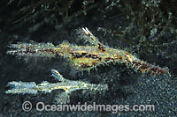 Rough-snout Ghost Pipefish (Solenostomus paegnius) - male and female. Found throughout the Indo-West Pacific. Photo taken at Lembeh Strait, Sulawesi, Indonesia