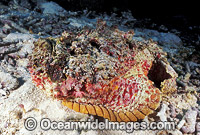 Extremely venomous Reef Stonefish (Synanceia verrucosa). Great Barrier Reef, Queensland, Australia