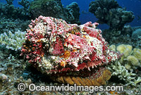 Extremely venomous Reef Stonefish (Synanceia verrucosa). Great Barrier Reef, Queensland, Australia