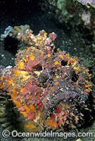 Extremely venomous Reef Stonefish (Synanceia verrucosa). This species is the most venomous of known fish, possessing venom glands at the base of each needle sharp dorsal spine. Found throughout the Indo-West Pacific. Photo Bali, Indonesia