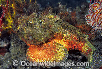 Extremely venomous Reef Stonefish (Synanceia verrucosa). This species is the most venomous of known fish, possessing venom glands at the base of each needle sharp dorsal spine. Found throughout the Indo-West Pacific. Photo Bali, Indonesia