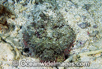 Extremely venomous Estuarine Stonefish (Synanceia horrida) in hunting mode, buried in sand with head protruding. Great Barrier Reef, Queensland, Australia