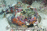 Reef Stonefish (Synanceia verrucosa). This species is the most venomous of known fish, possessing venom glands at the base of each needle sharp dorsal spine. Found throughout the Indo-West Pacific, including the Great Barrier Reef, Australia.