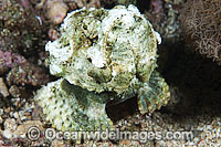 False Stonefish (Scorpaenopsis diabolus), misspelling (Scorpaenopsis diabola). Often mistaken for Stonefish, due to the rock-like appearance of this species. Found throughout the Indo-West Pacific, including the Great Barrier Reef, Queensland, Australia.