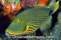 Orange-lined Triggerfish (Balistapus undulatus). Also known as Striped Triggerfish or Red-lined Triggerfish. Great Barrier Reef, Queensland, Australia
