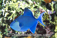 Blue Triggerfish (Odonus niger). Also known as Red-tooth Triggerfish. Great Barrier Reef, Queensland, Australia