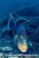Yellow-margin Triggerfish (Pseudobalistes flavimarginatus) aerating egg cluster. Bali, Indonesia