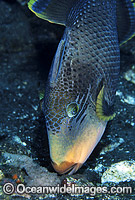 Yellow-margin Triggerfish (Pseudobalistes flavimarginatus) aerating egg cluster. Bali, Indonesia